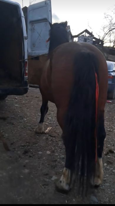 De vânzare armăsar are 3 ani