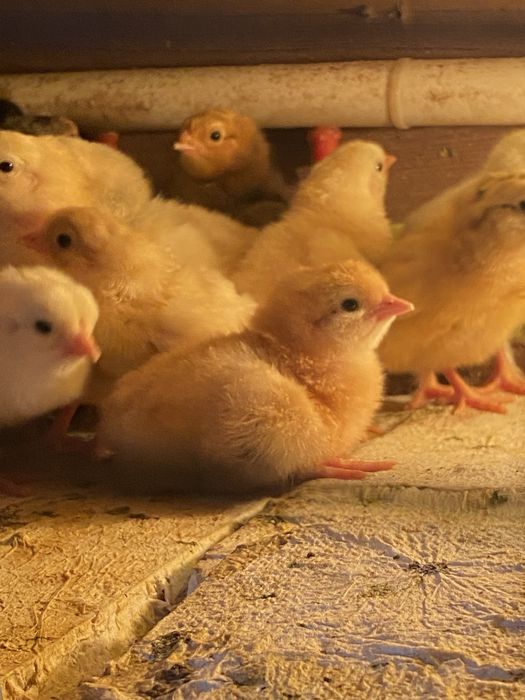 Продаю цыплят 500тг