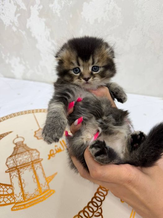 Продаются котята