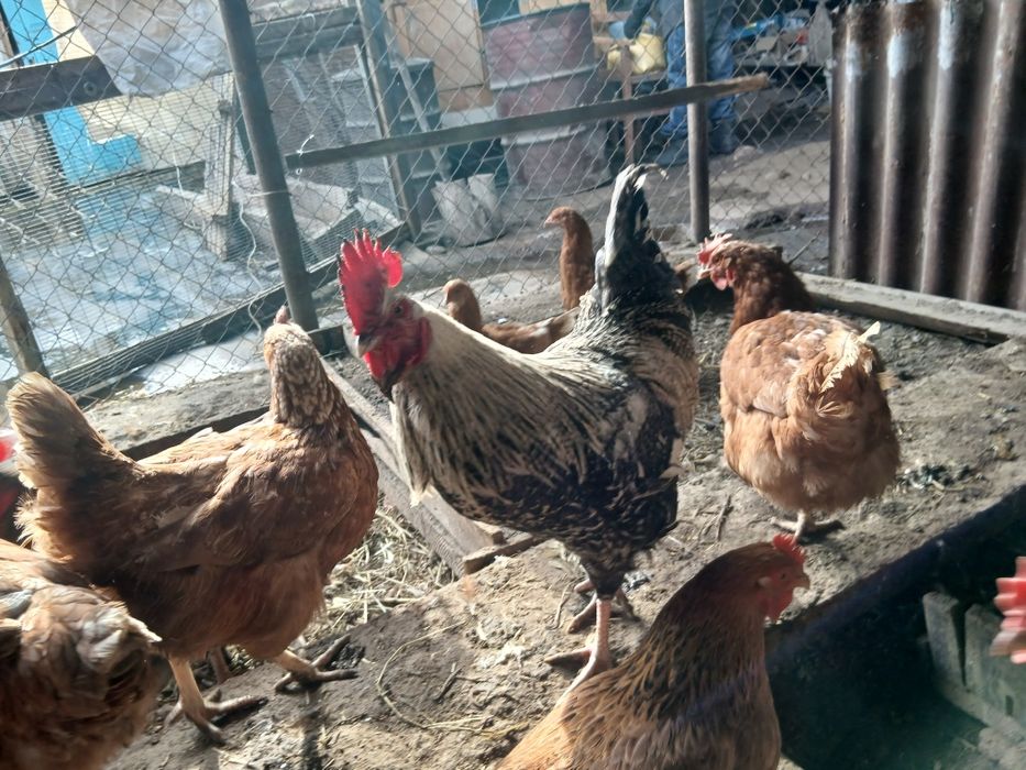 Продается  петух