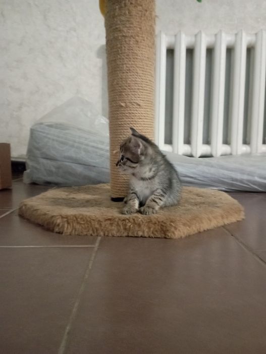Отдам в хорошие руки