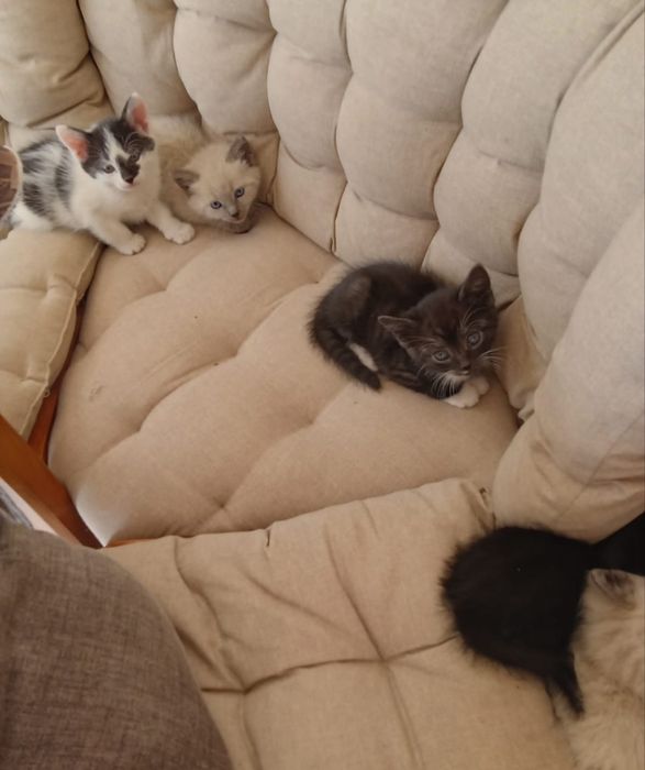 Donez pui de pisică ,Aștept să mă suni !!! Mulțumesc!