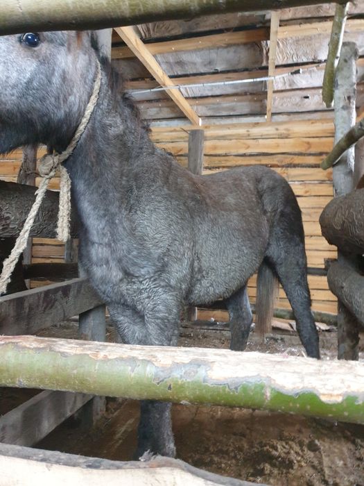 Тай с откорма 2 головы