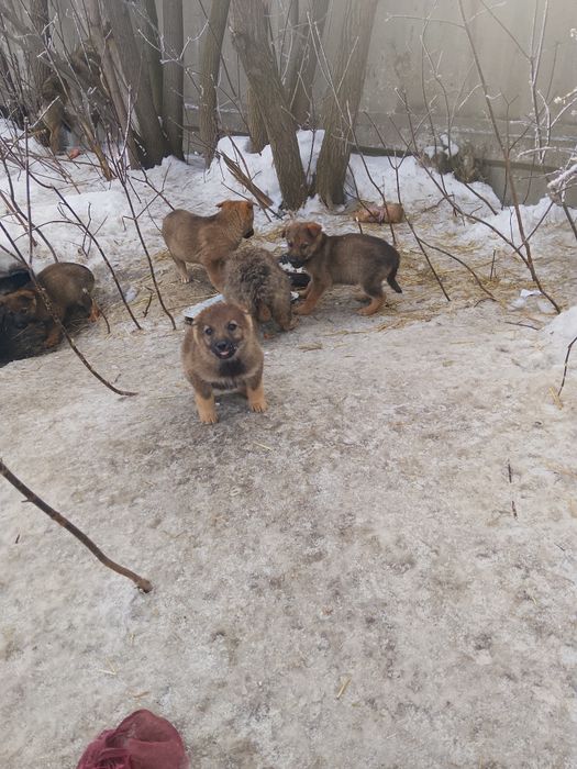 Пристраиваются щенки в добрые руки