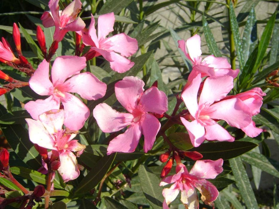 Leandru roz, alb, somon la ghiveci