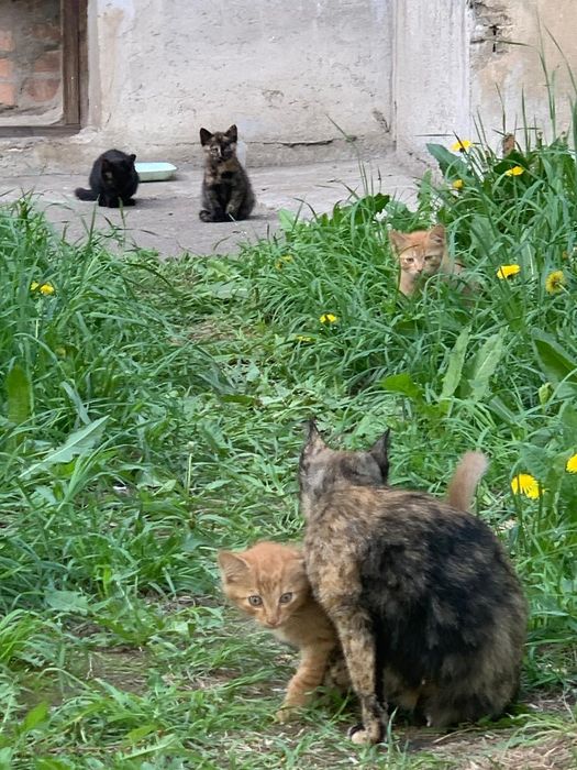 Отдам котят бесплатно