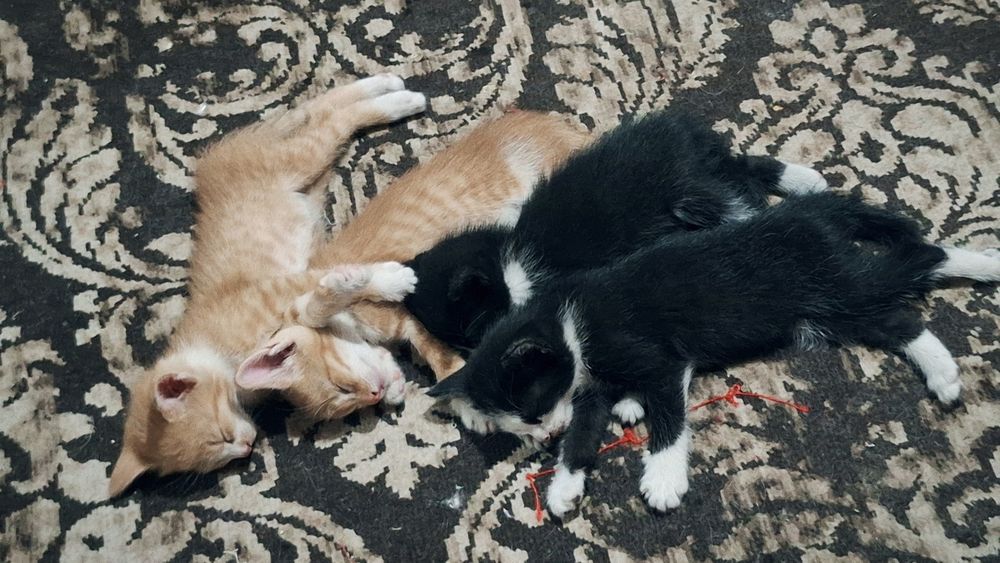 Котята  г шымкент