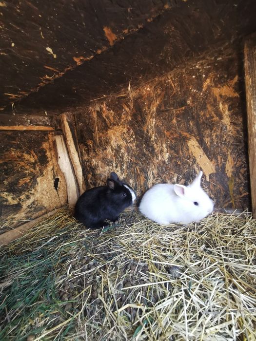 Iepuri cap de leu pitic