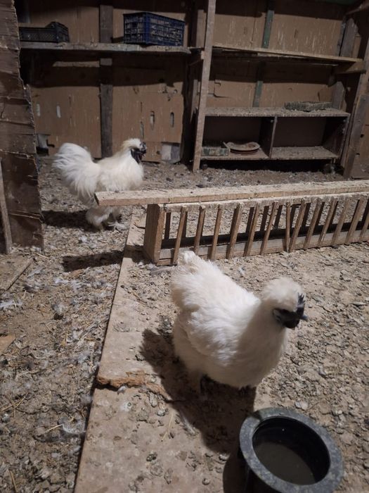 Курицы петух на продажу