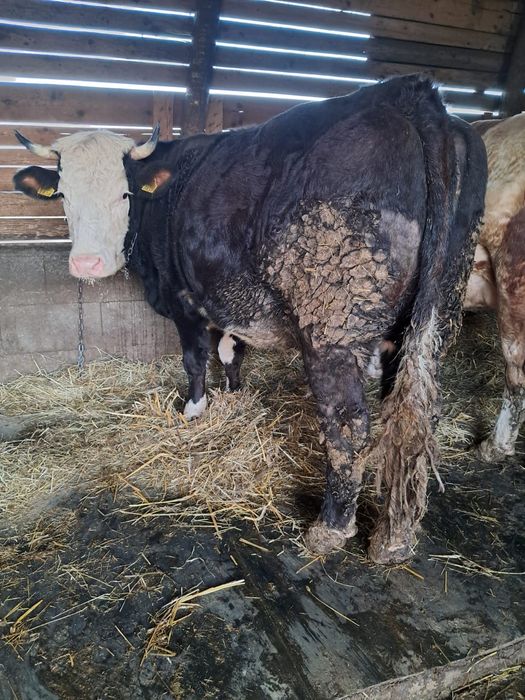 Vând 5 vaci  frumoase