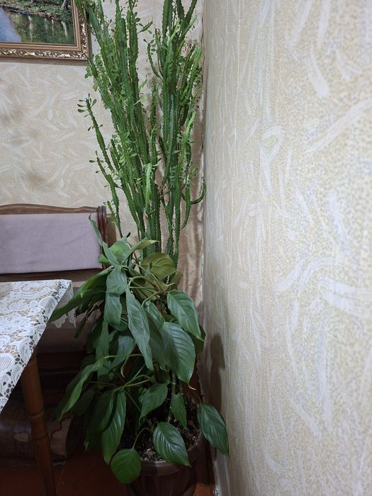 Цветочки  домашние