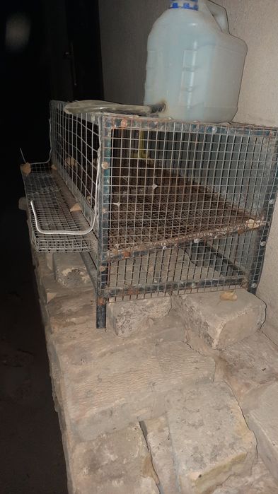 Клетка для перепёлок