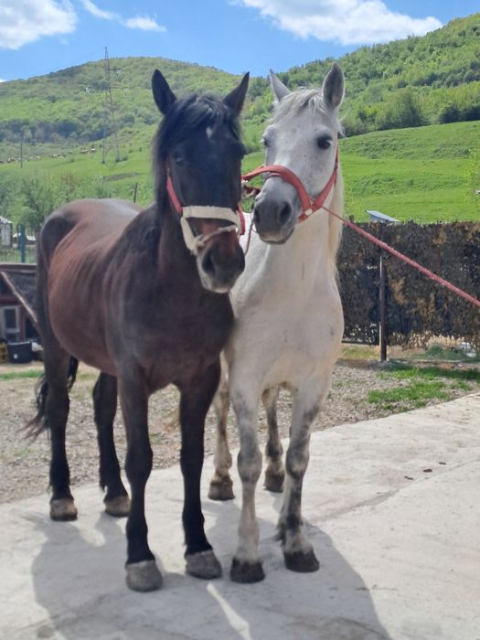 Vand două iepe de 4 si 8 ani