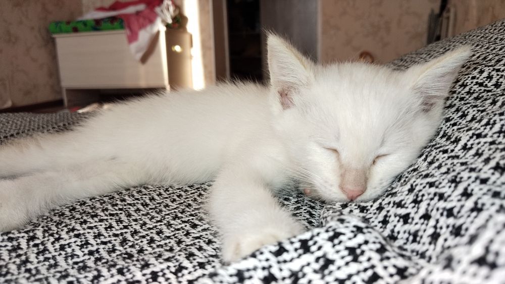 Котенок мальчик в добрые руки