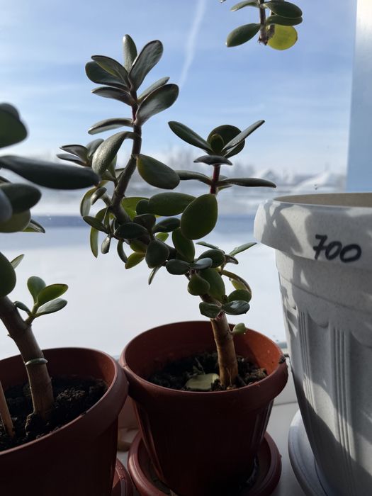 Денежное дерево Красула Толстянка