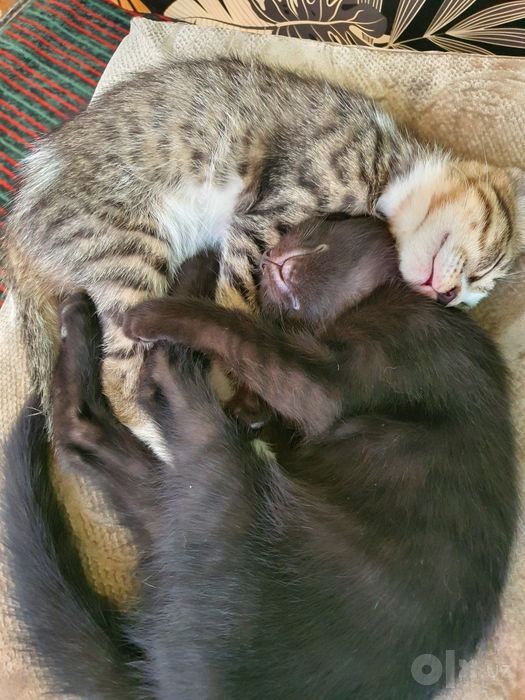 Кошки (mushukchalar)домашние