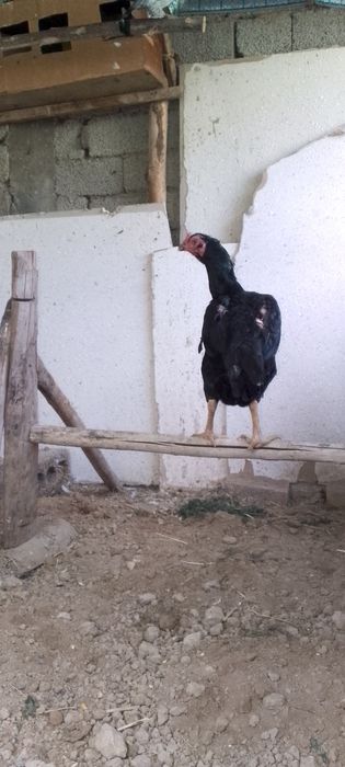 Dakanlar sotiladi