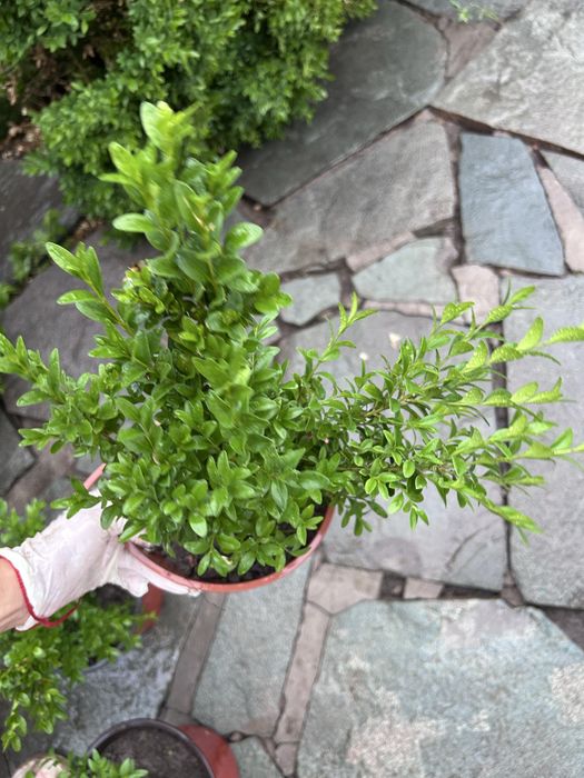 Продам Самшит вечнозелёный кустарник для вашего сада