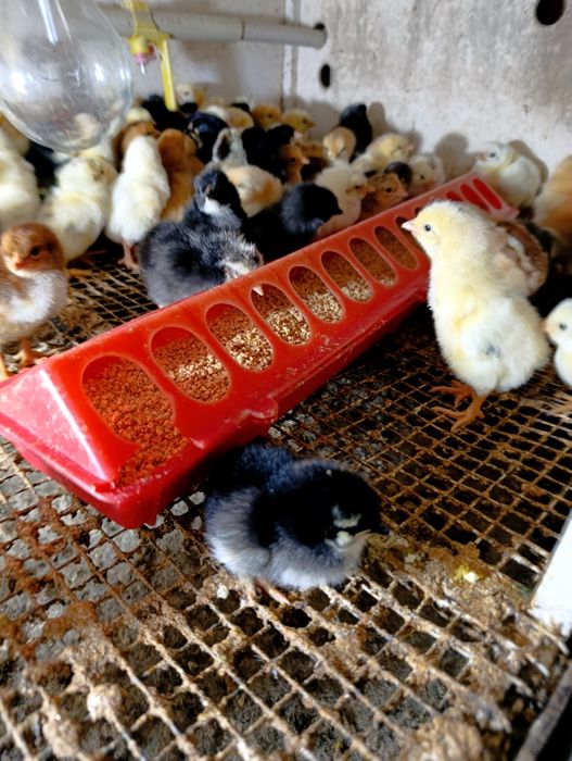 Цыплята  домашние