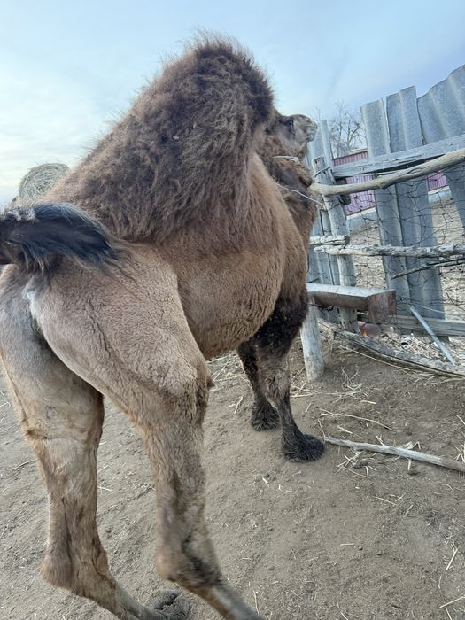 Туйе ургашы 4 туган