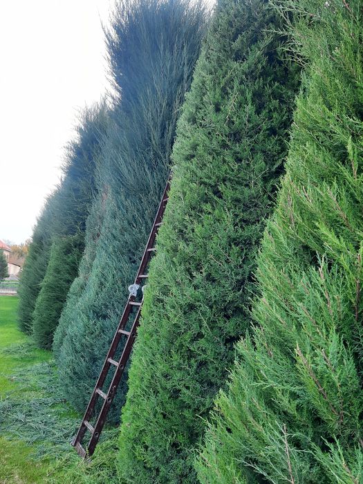 Обреска. Деревья