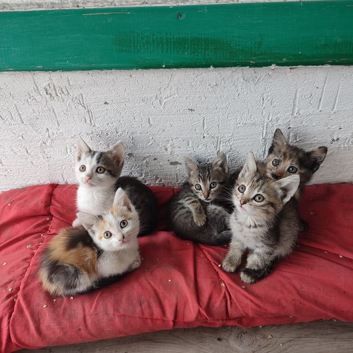 котята в добрые руки