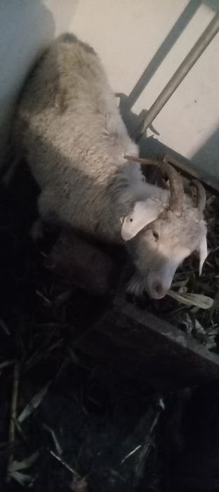 2 ешкі сатылады келисимли екеуі