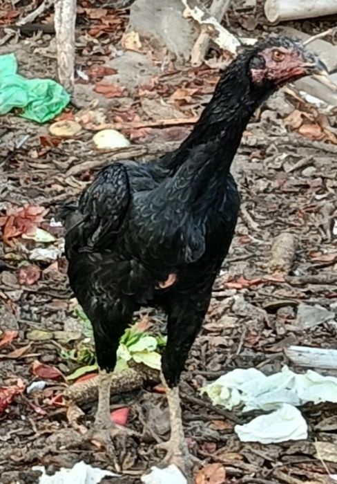 Дакан куланги сотилади брамаям бор