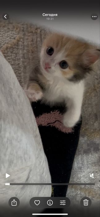 Милая кошка мальчик