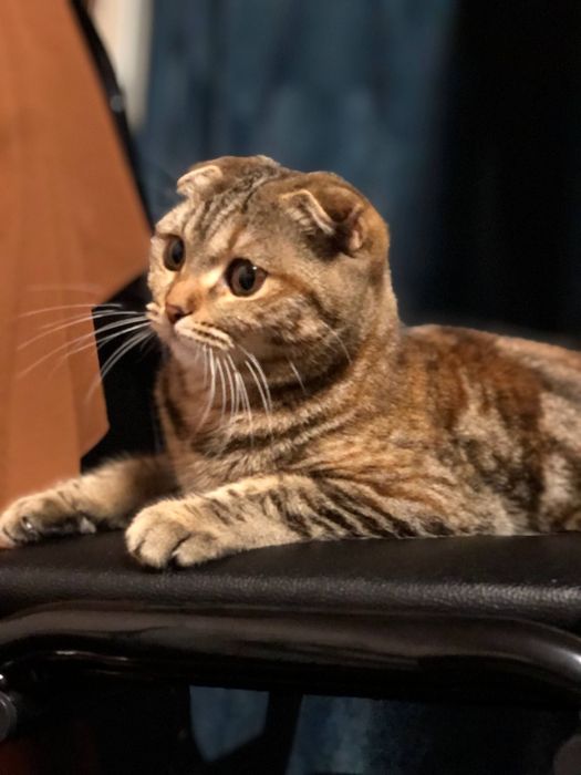 Скотиш фолд Тоза зот