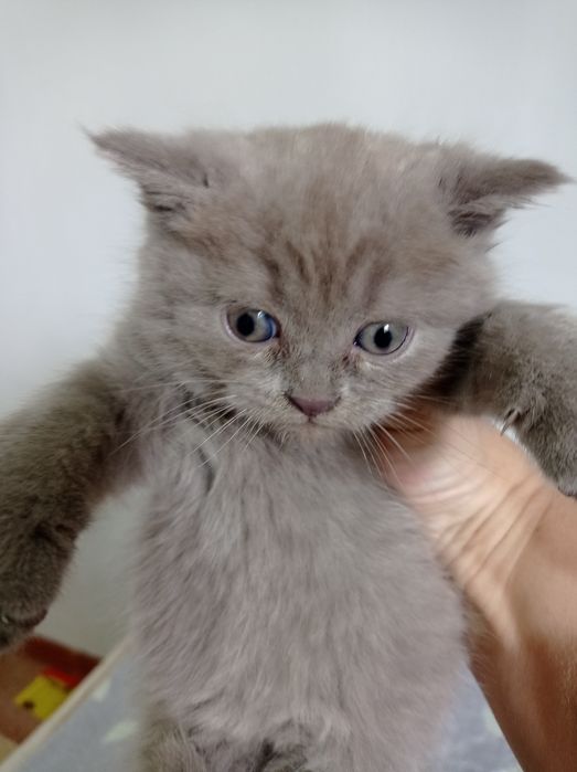 Котенок девочка страйт лиловый окрас