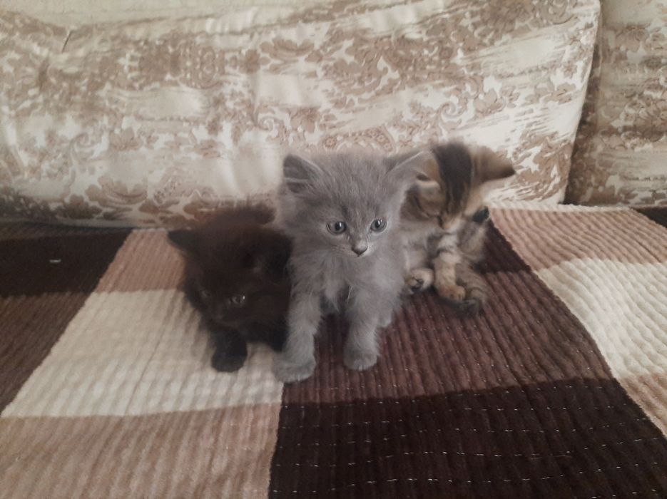Отдам котят бесплатно .
