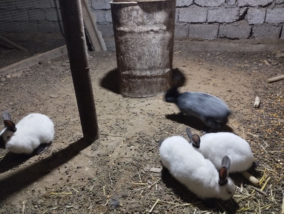 Kaliforniya quyonlar sotiladi