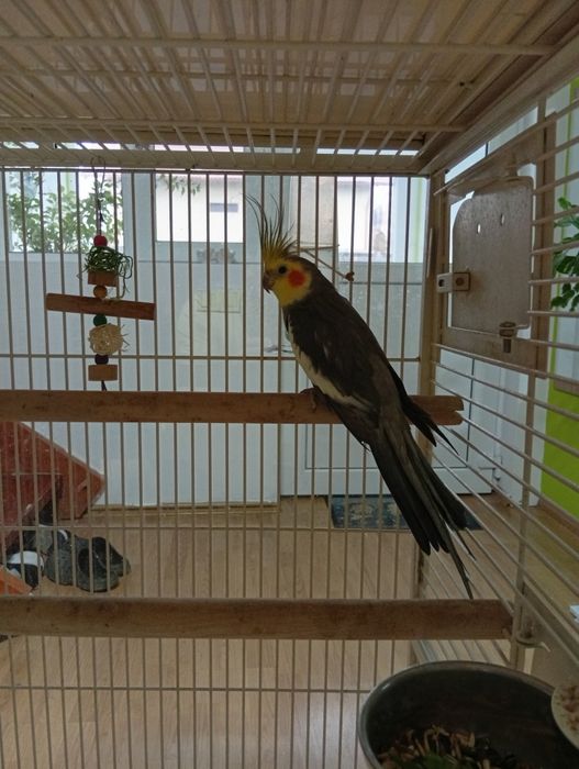 Colivie păsări foarte frumoasa și incapatoare