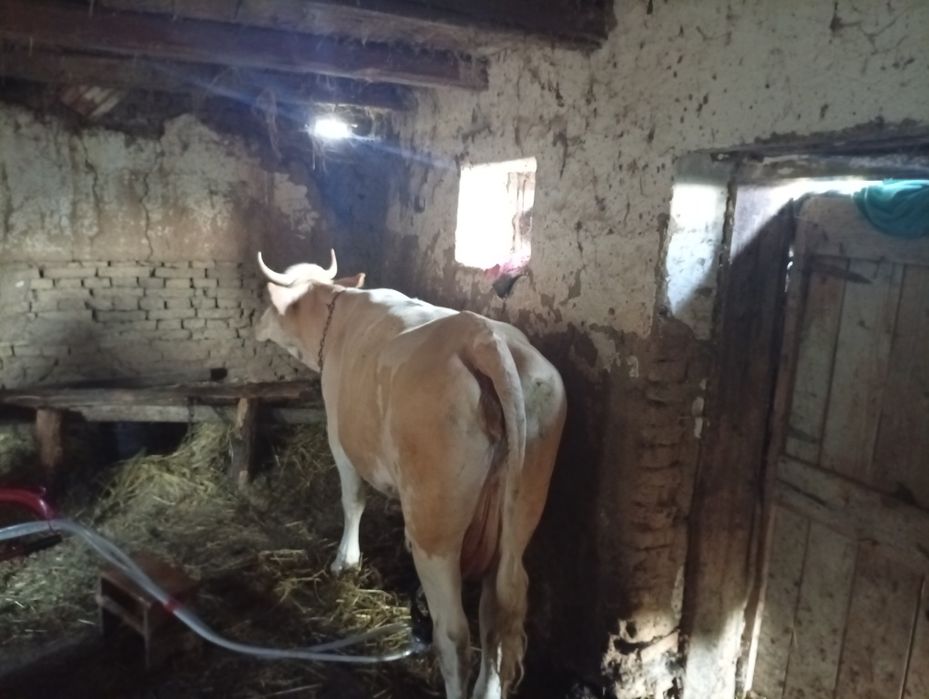 Vaca cu lapte la prima fatare