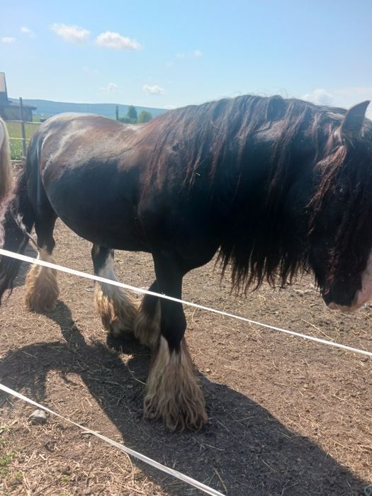 Gipsy vanner armasar