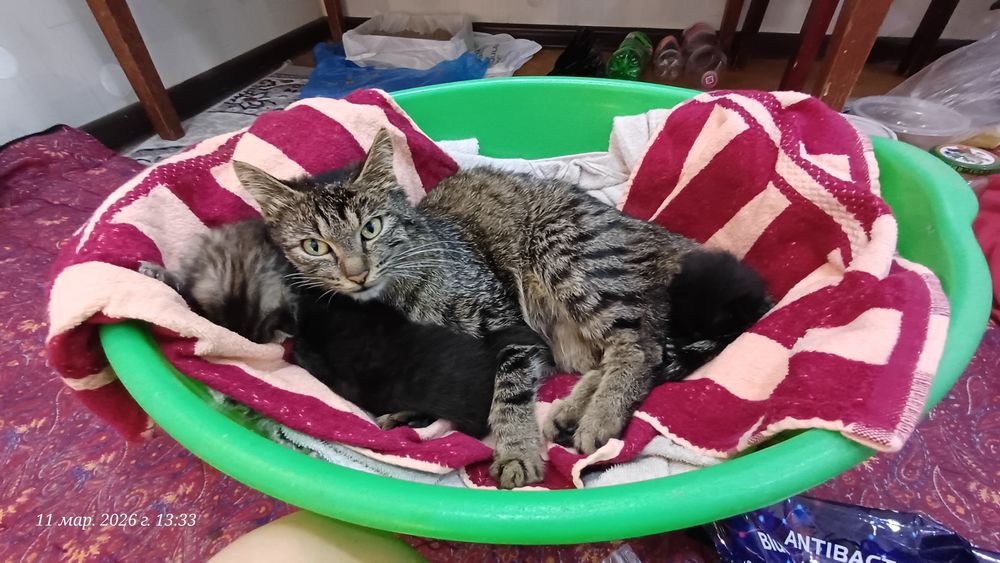 Кто то забрал мою кошку её зовут бебра она с самого рождения со мной