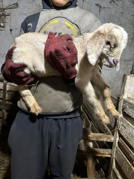 продаются козлята.