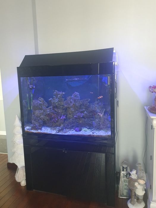 Ocazie! Acvariu marin complet echipat