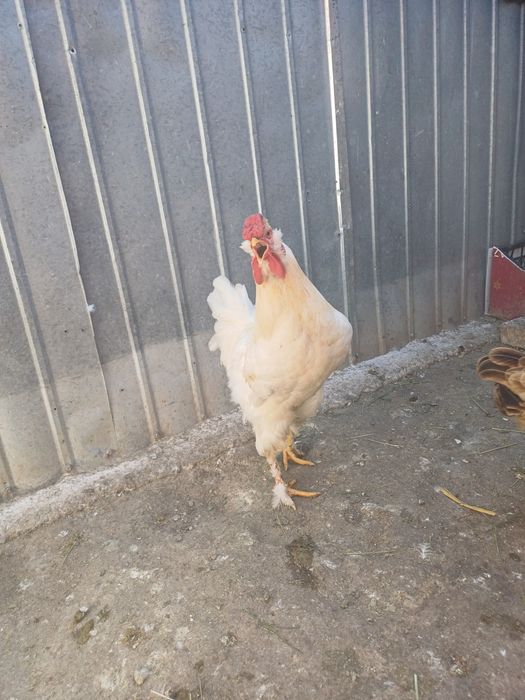 Cocoș tânăr albb