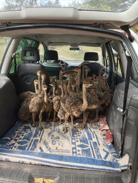 Pui de Struți Negru  African