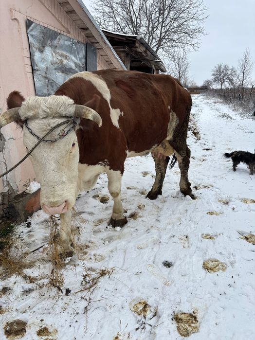 Vand vacă alb cu roșu