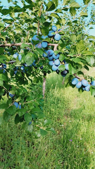Prune de vânzare