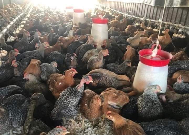 Fermierul din iasi Pui zburati vindem calitate nu cantitate!