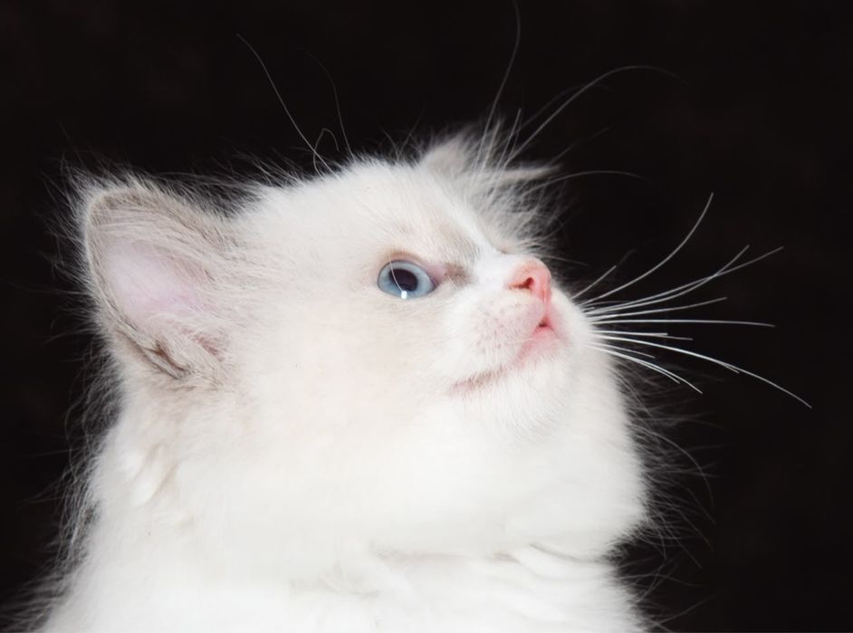 Котята породы регдолл