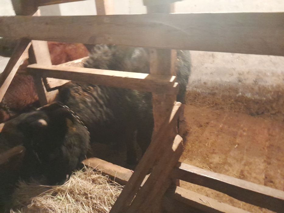 Сиырлар сатылады