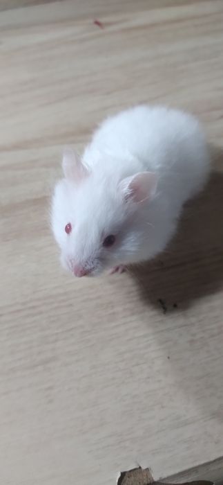 Срочно продаётся сирийский хомячок!