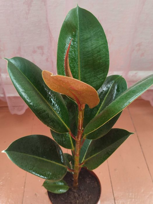 Комнатные  цветы