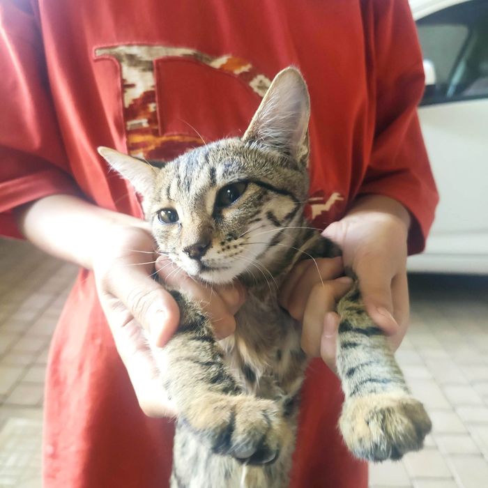 Котёнок в хорошие руки