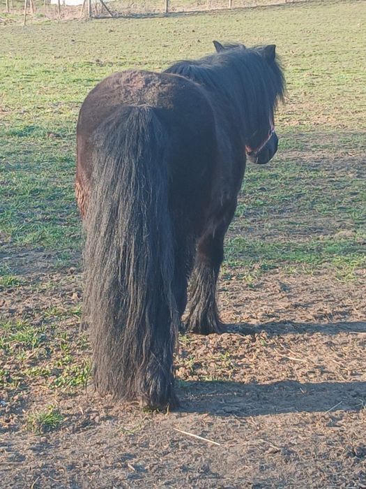 Vând poneiță gestantă
